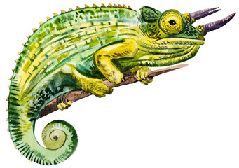 watercolor drawing of Chameleon © Viktoriia