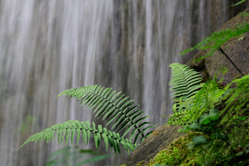 Farnpflanze vor Wasserfall