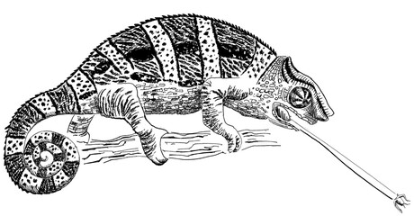 line drawing of Chameleon