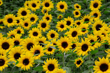 Obraz premium Sonnenblume (Helianthus annuus) Blumenbeet mit gelben Blüten