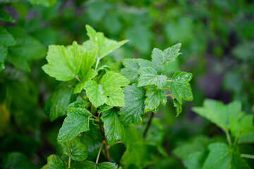 Green leaves of currant bush