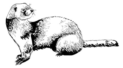 line drawing of a Ferret