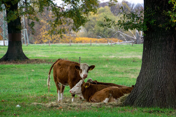 cows in the field