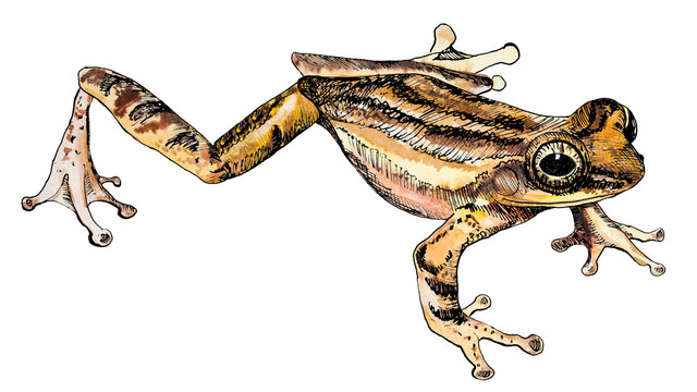 frog drawn in watercolour and ink