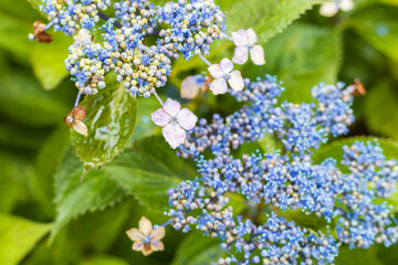 hydrangea flower and leaf in rainy season