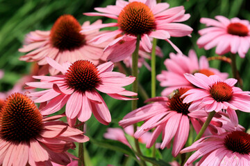 Purpursonnenhut (Echinacea purpurea) Blüten 