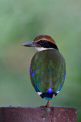 Velvet green wings bird with blue feathers on its single foot staning, mangrove pitta against soft sunlight