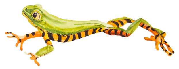 watercolor drawing of frog