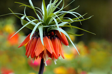  Kaiserkrone (Fritillaria imperialis) Pflanze mit oranger Blüte