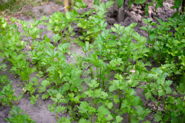 Celery (Apium graveolens) - leaves in the garden
