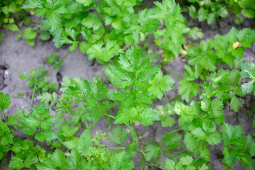 Celery (Apium graveolens) - leaves in the garden