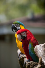 A green winged macaw (ara chloroptera) standing on a perch next to a blue and gold macaw (ara ararauna) at the St. Augustine Alligator Farm, St. Augustine, Forida, USA.