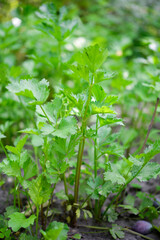 Celery (Apium graveolens) - leaves in the garden