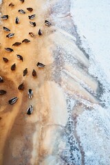 view from the top of a small pack of motley ducks sitting on the ice of a river or lake