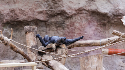 Chimpanzee chilling and enjoying life in its aviary at the zoo.