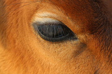 Big black calf eye with eyelashes close-up.