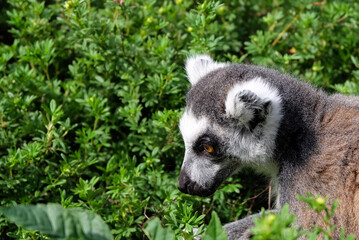 Naklejka na ściany i meble Fluffy lemur against the backdrop of greenery in the zoo.