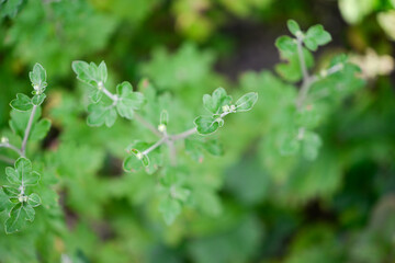 close up of leaves of a plant