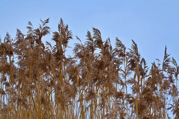 large fluffy reed grass against the sky