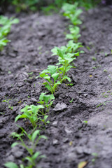 Lettuce (Lactuca sativa), a plant in the garden