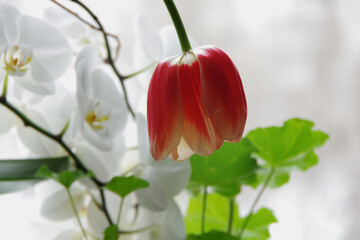 Red tulip with a dropped flower on a blurred background of a white orchid and green geranium leaves. Selective focus with copy space.