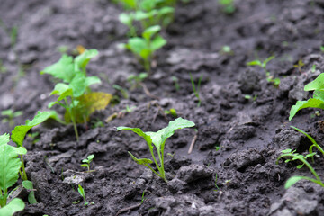 Lettuce (Lactuca sativa), a plant in the garden