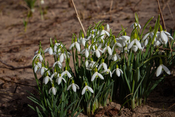 Snowdrops growing in the sand of a riverbank, also called Galanthus nivalis or schneegloeckchen