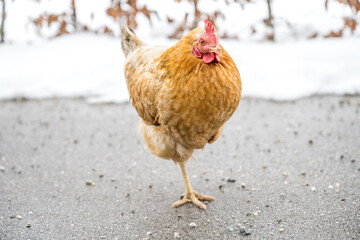 closeup of a brown hen in winter looking at camera