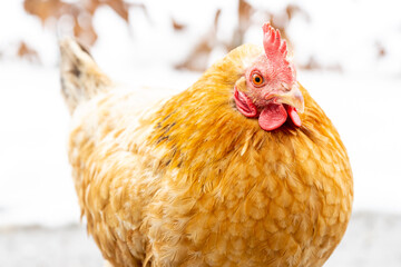 closeup of a brown hen in winter looking at camera