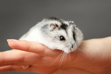 Little grey dwarf hamster on womans hand. Close-up portrait Phodopus sungorus.