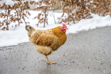 chicken on the farm