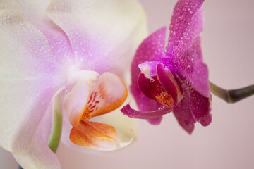 Orchid flowers macro with water drops