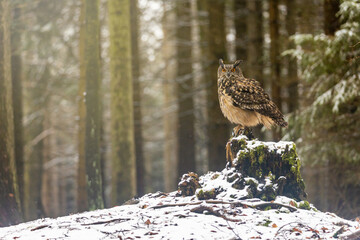 Beautiful Brown owl is posing on a snowy tree in the forest.