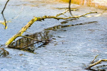 Dead tree on the surface of the water. A tree branch emerges from the surface of a frozen lake.