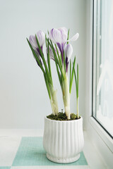 Beautiful blooming crocus flowers on window sill