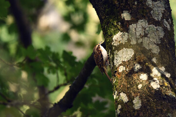 Closeup shot of a Brown creeper sitting on a tree