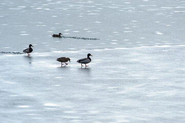 Ducks walking on the ice, eastern France. These ducks were surprised by the ice cover of the lake where they have their habits.