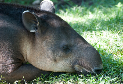 Tapir Sleeping In Mexican Zoo