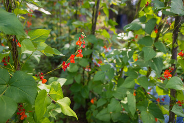 Red and white flowers of kidney bean (Phaseolus coccineus) blooming on green plants in homemade garden. Close-up. Organic farming, healthy food, BIO viands, back to nature concept.