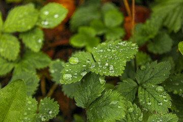 Fragoline di bosco pattern verde natura