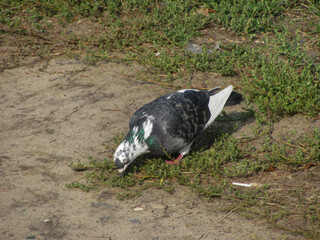 the pigeon walks on the sparse green grass