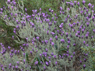 Lavanda selvatica