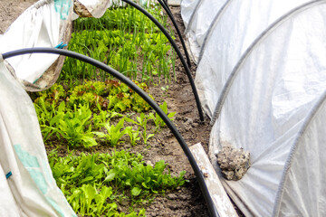 Defocus two low tunnel greenhouse. Leek and onions, salad, lettuce growing. Greens in the...