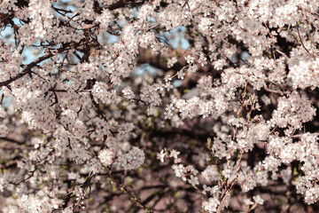 Spring april may tree bloom blossom day flowers sakura blossoming outdoor day sun park nature plum pink green garden flora pastel buds floral Japanese environment macro botany springtime fresh forest