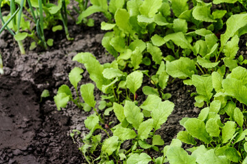 Defocus radish leaves and onions leek texture. Organic radish grows in the ground. Young radishes grow in a bed in the garden. Green texture background. Radish, onion, leek. Out of focus