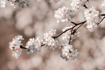 Obraz premium Spring april may tree bloom blossom day flowers sakura blossoming outdoor day sun park nature plum pink green garden flora pastel buds floral Japanese environment macro botany springtime fresh forest