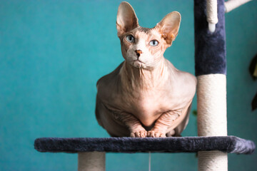 A beautiful grey Canadian Sphinx cat with blue eyes is sitting on a scratching tower and looking directly in the camera. Bald leather cat against a blue wall at sunny day. Lovely pets at home interior