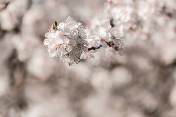 Obraz premium Spring april may tree bloom blossom day flowers sakura blossoming outdoor day sun park nature plum pink green garden flora pastel buds floral Japanese environment macro botany springtime fresh forest