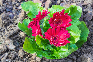 gerbere rosse in pieno campo