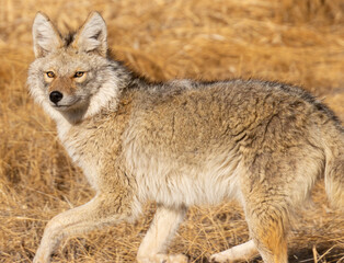 Fototapeta premium Coyote on the Hunt